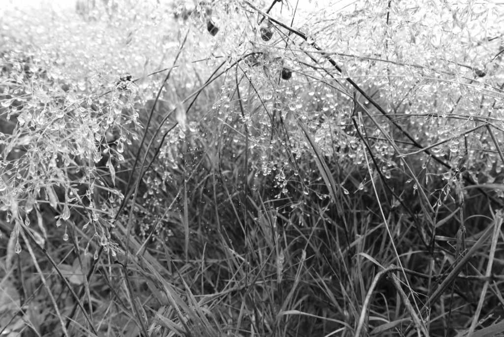 photographie NB produite par wastewi