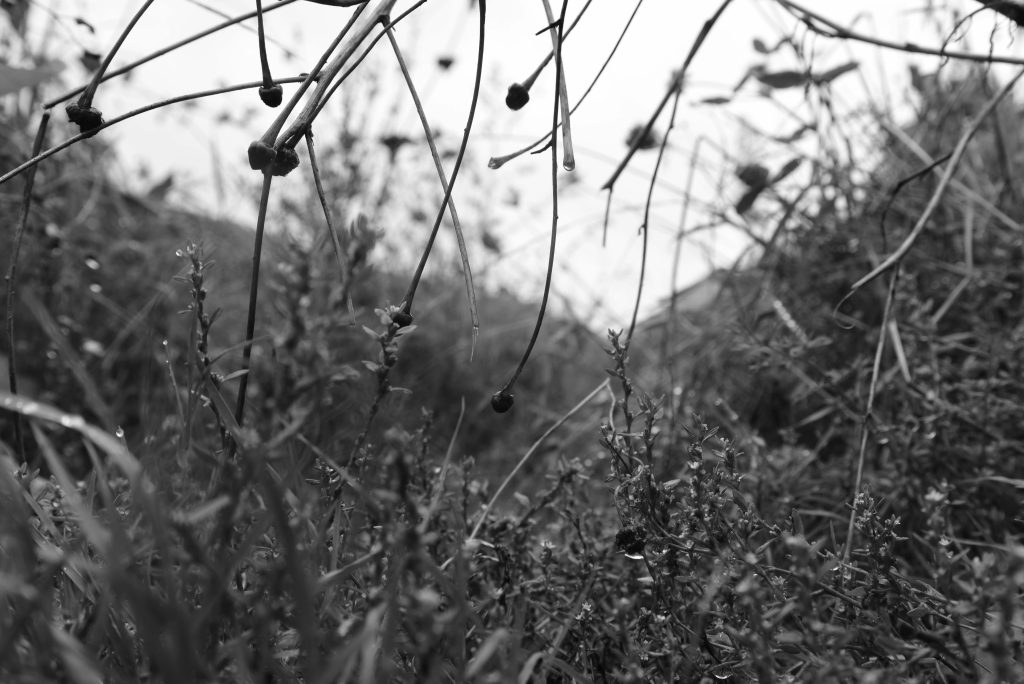 photographie NB produite par wastewi