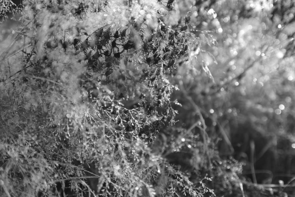 photographie NB produite par wastewi