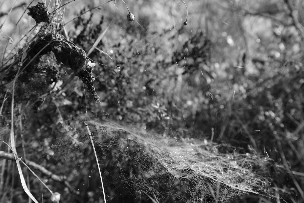 Photographie NB produite par Wastewi