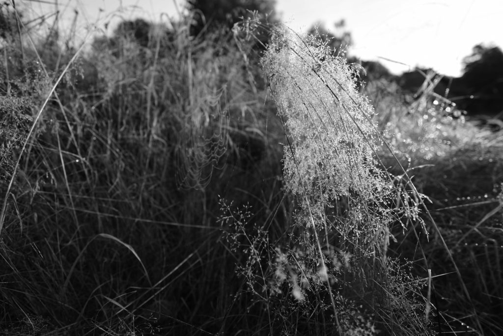 Photographie NB produite par Wastewi