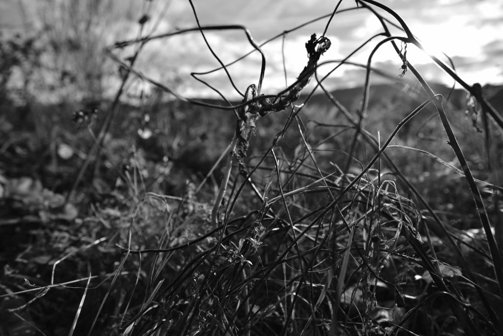 Photographie NB produite par Wastewi