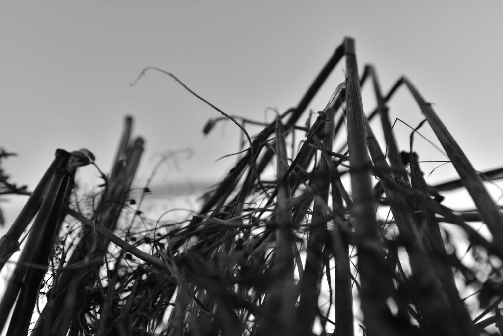 photographie NB produite par wastewi